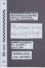 Etikette zu Pyrearinus nyctophilus (NHMW-ZOO-COL-0010841)